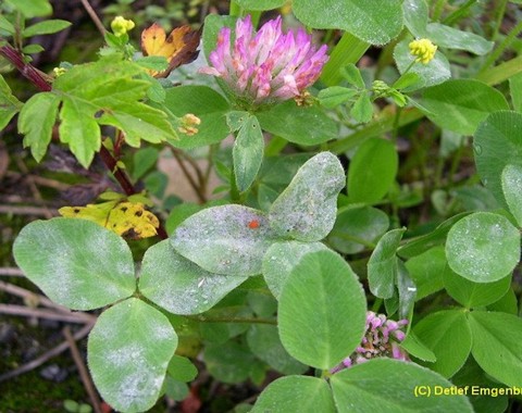 Erysiphe_trifolii var. trifolii Erysiphe trifolii var. trifolii Greville 1824 Wirt: Trifolium pratense - Rotklee Bemerkungen: Erysiphe trifolii kommt auf allen gängigen Trifolium-Arten vor und...